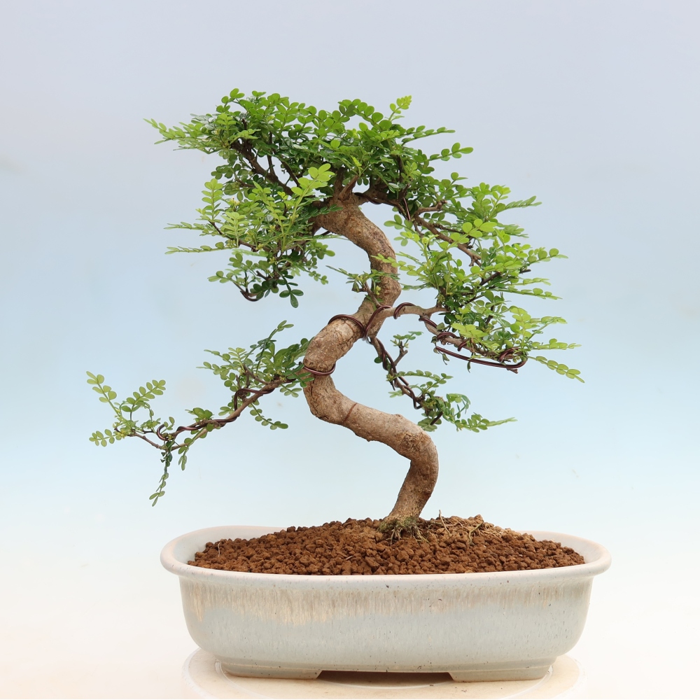 Pokojová bonsai - Zantoxylum piperitum - Pepřovník