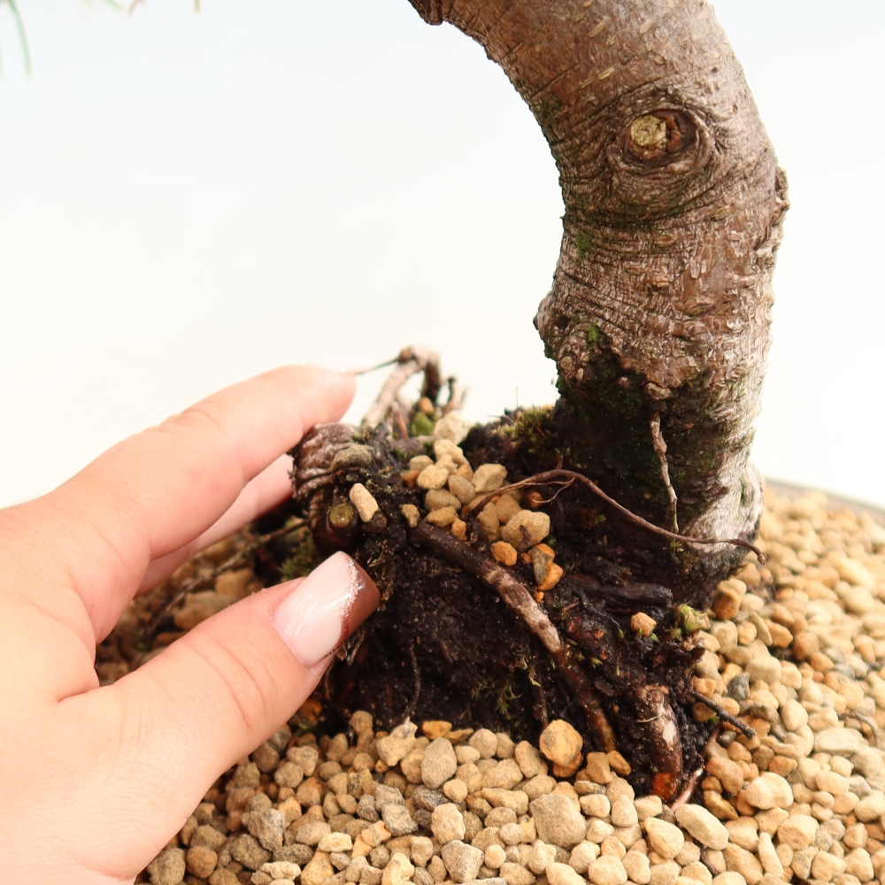 Venkovní bonsai - Pinus mugo Humpy  - Borovice kleč
