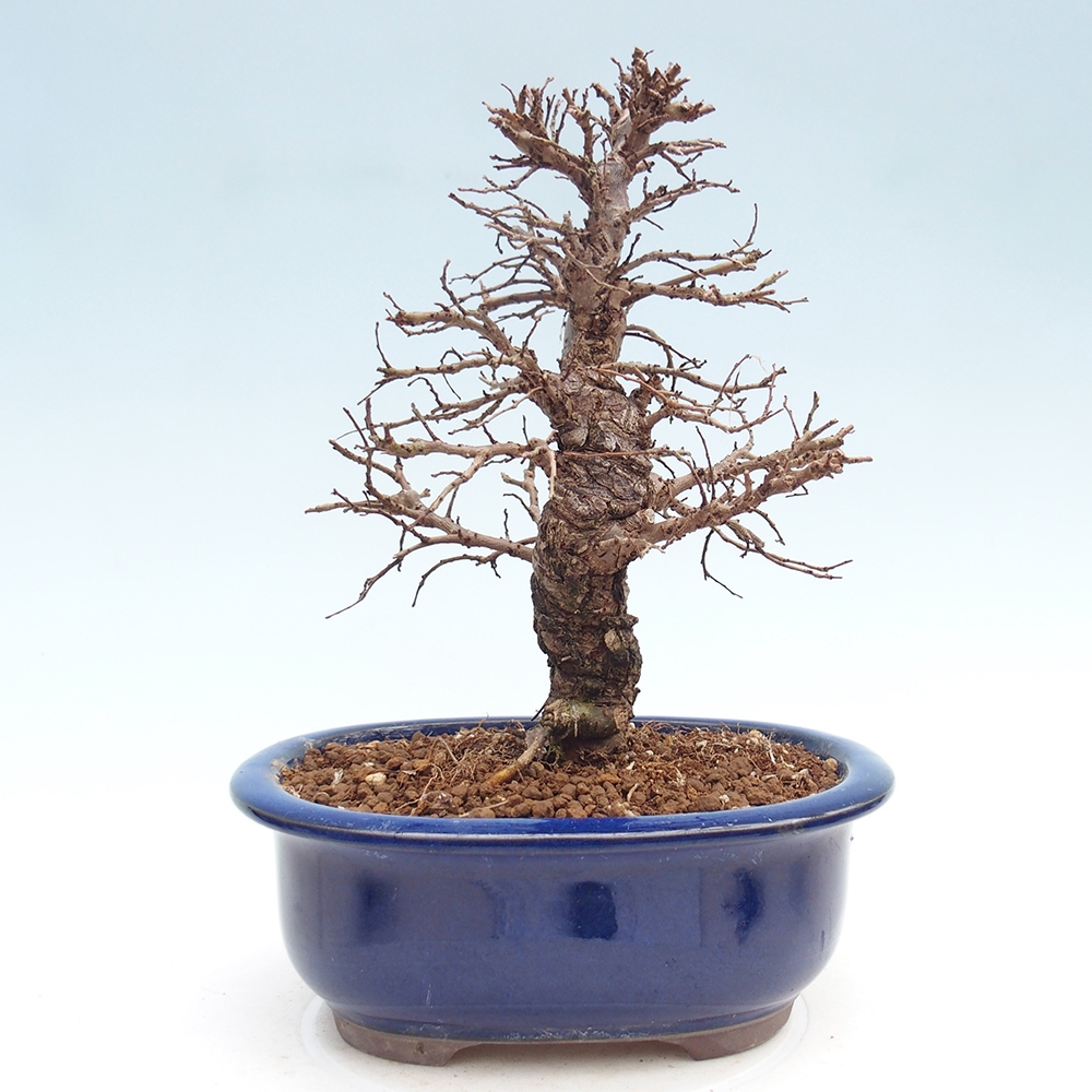 Venkovní bonsai - Zelkova - Zelkova NIRE
