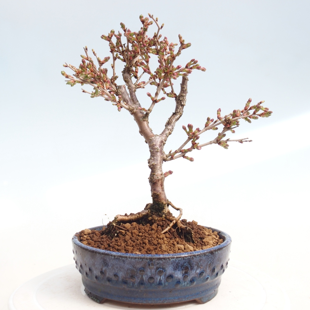 Venkovní bonsai - Prunus incisa Kojou-no mai-Slivoň vyříznutá