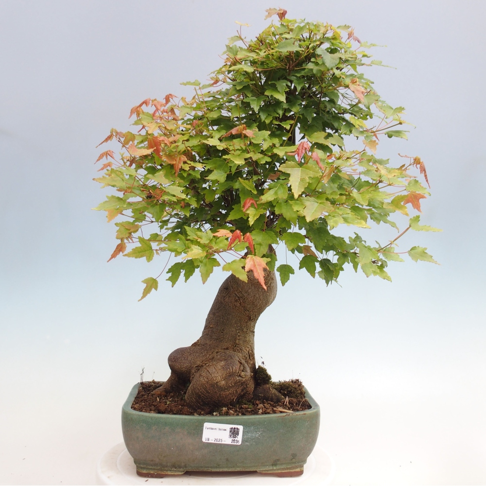 Venkovní bonsai - Acer Buergerianum - Javor Burgerův