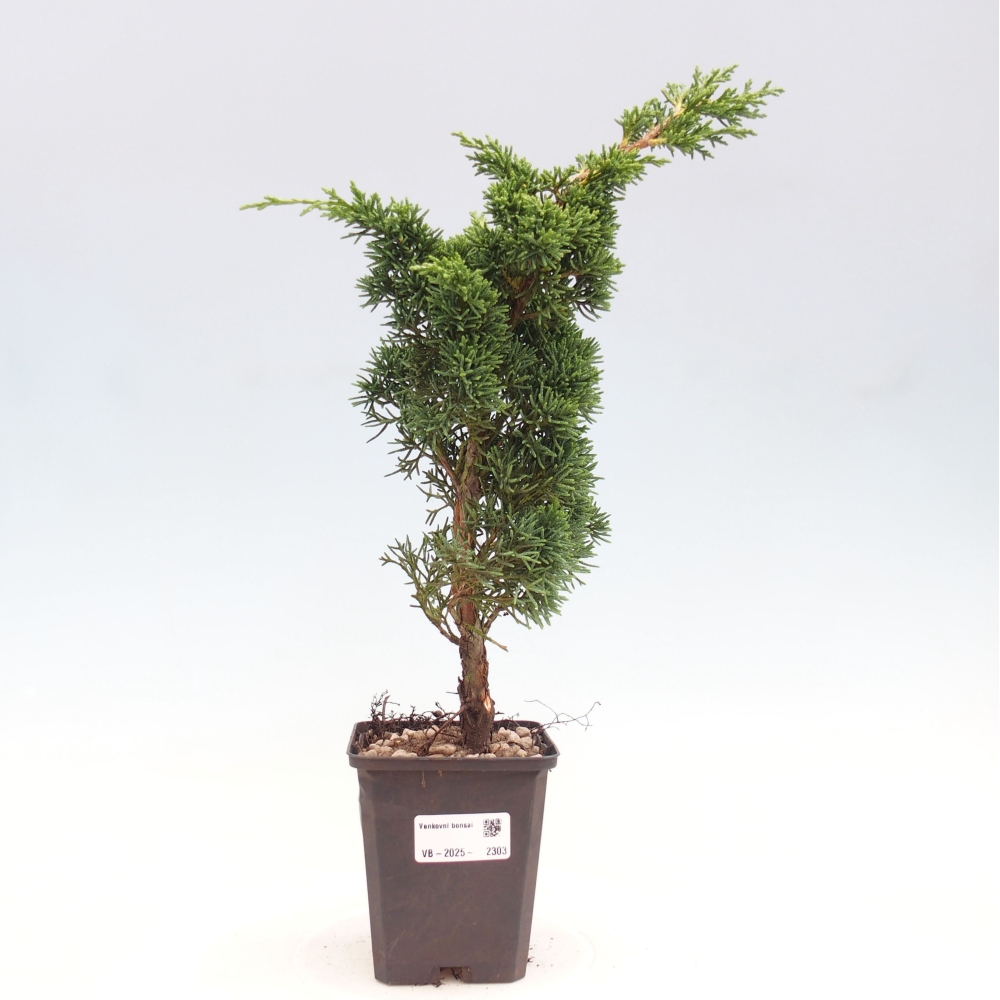 Venkovní bonsai - Juniperus chinensis Kishu -Jalovec čínský