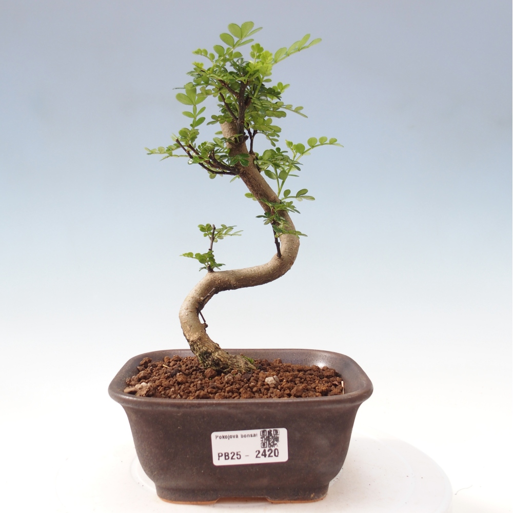 Pokojová bonsai - Zantoxylum piperitum - pepřovník