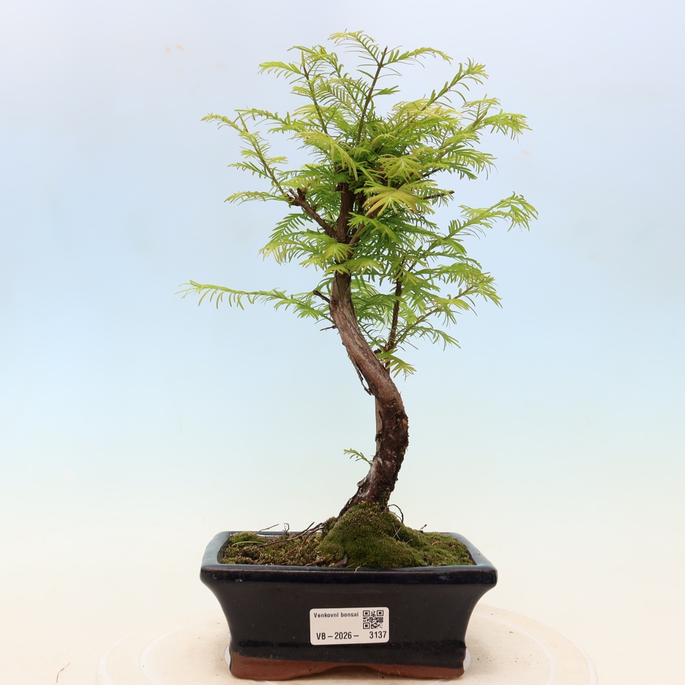 Venkovní bonsai - Metasequoia glyptostroboides - Metasekvoje čínská
