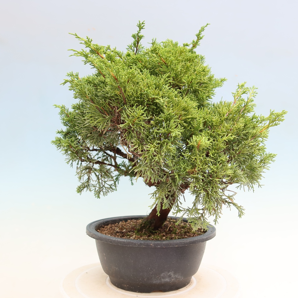 Venkovní bonsai - Juniperus chinensis Itoigawa-Jalovec čínský