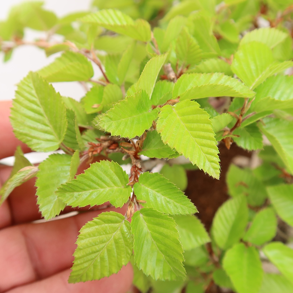 Venkovní bonsai -Carpinus Coreana - Habr korejský