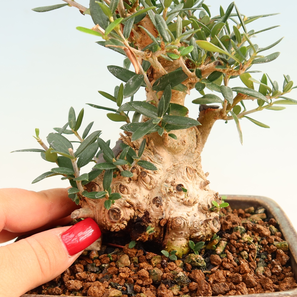 Pokojová bonsai - Olea europaea sylvestris -Oliva evropská drobnolistá
