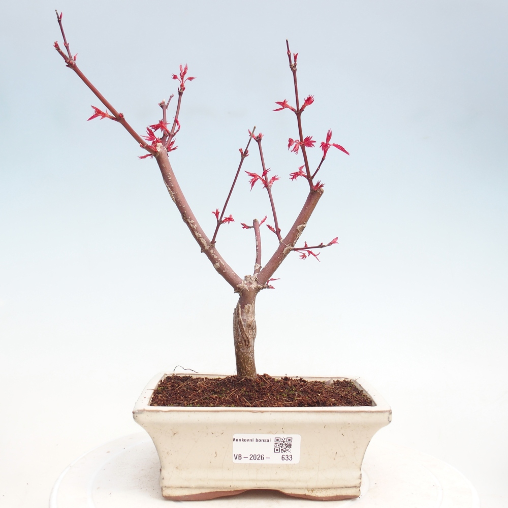 Venkovní bonsai - Javor dlanitolistý - Acer palmatum DESHOJO
