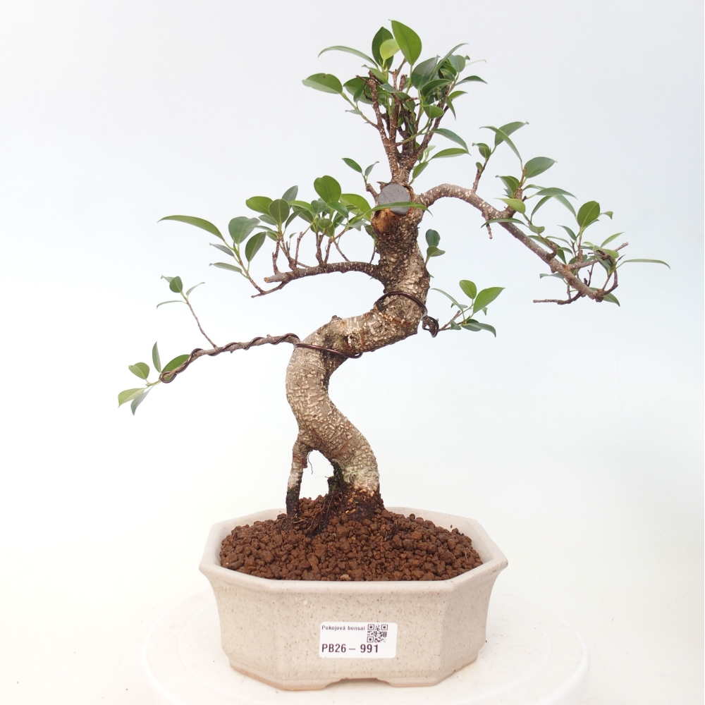 Pokojová bonsai - Ficus retusa -  malolistý fíkus