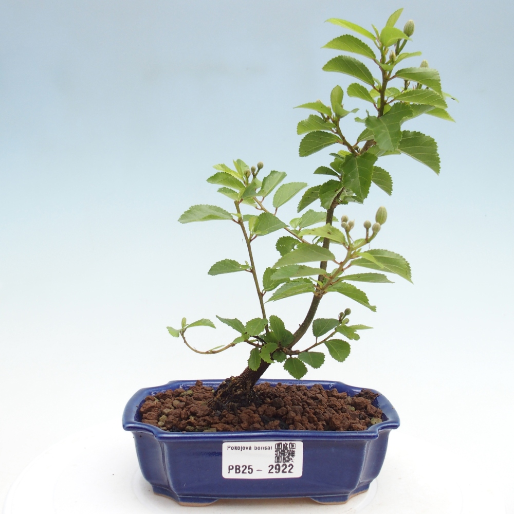 Pokojová bonsai - Grewia occidentalis - Hvězdice levandulová