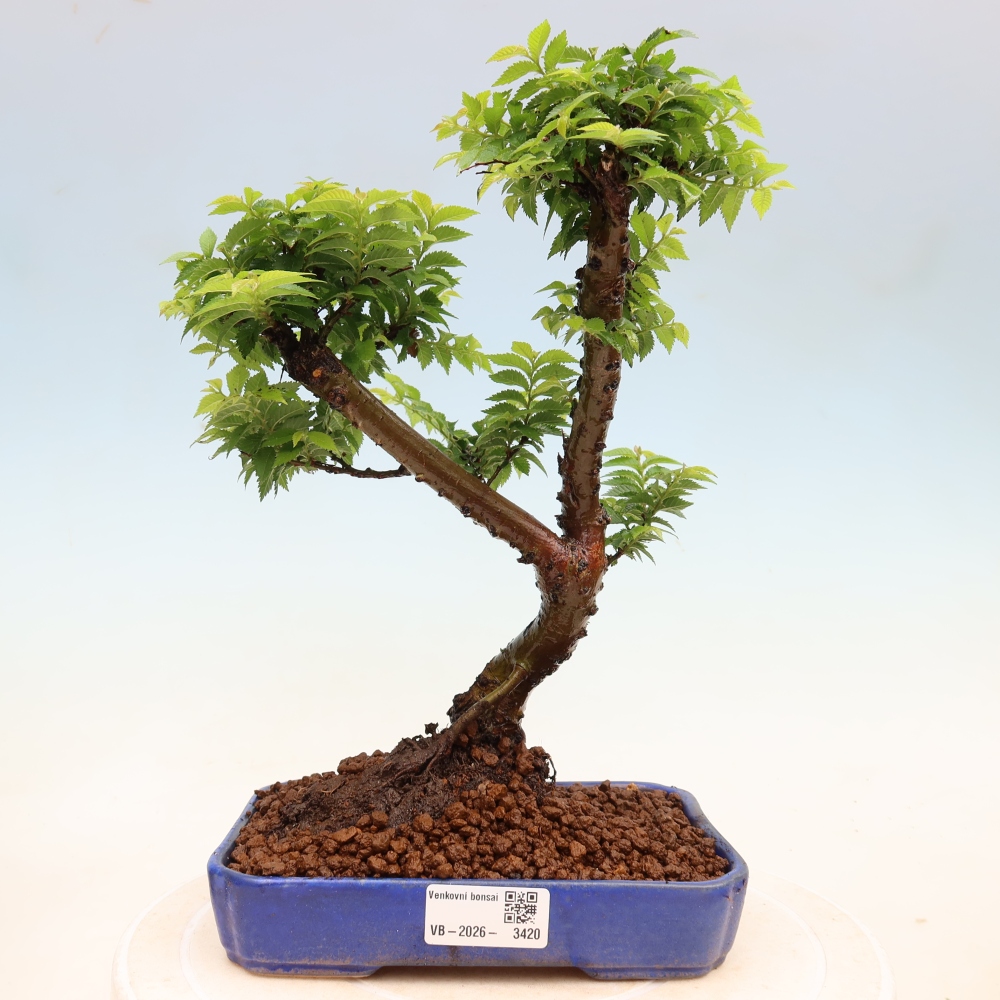 Venkovní bonsai - Ulmus Jacqueline Hillier - Jilm nádherný