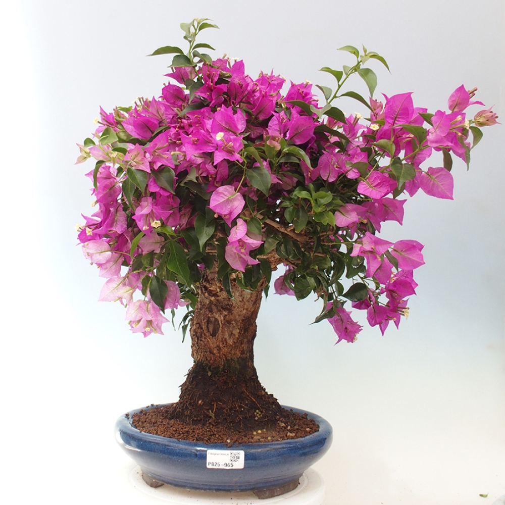 Pokojová bonsai - Bouganwilea