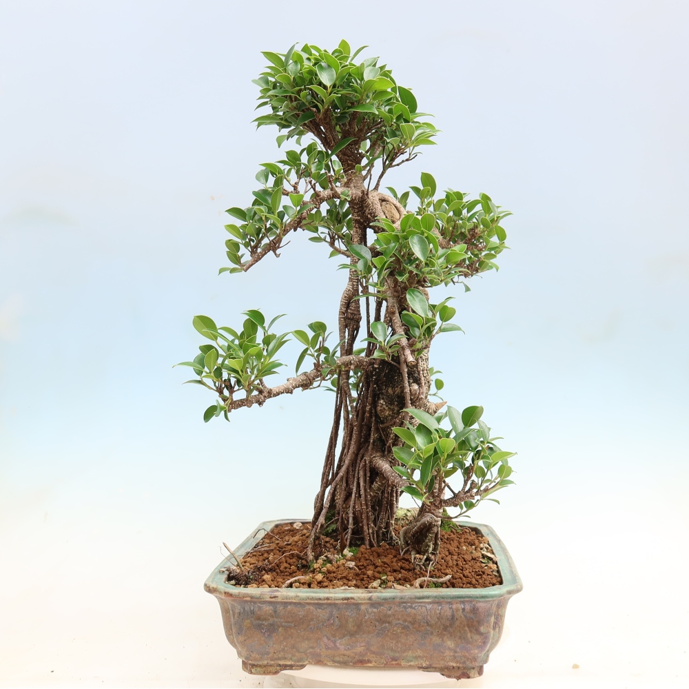 Pokojová bonsai - Ficus kimmen -  malolistý fíkus