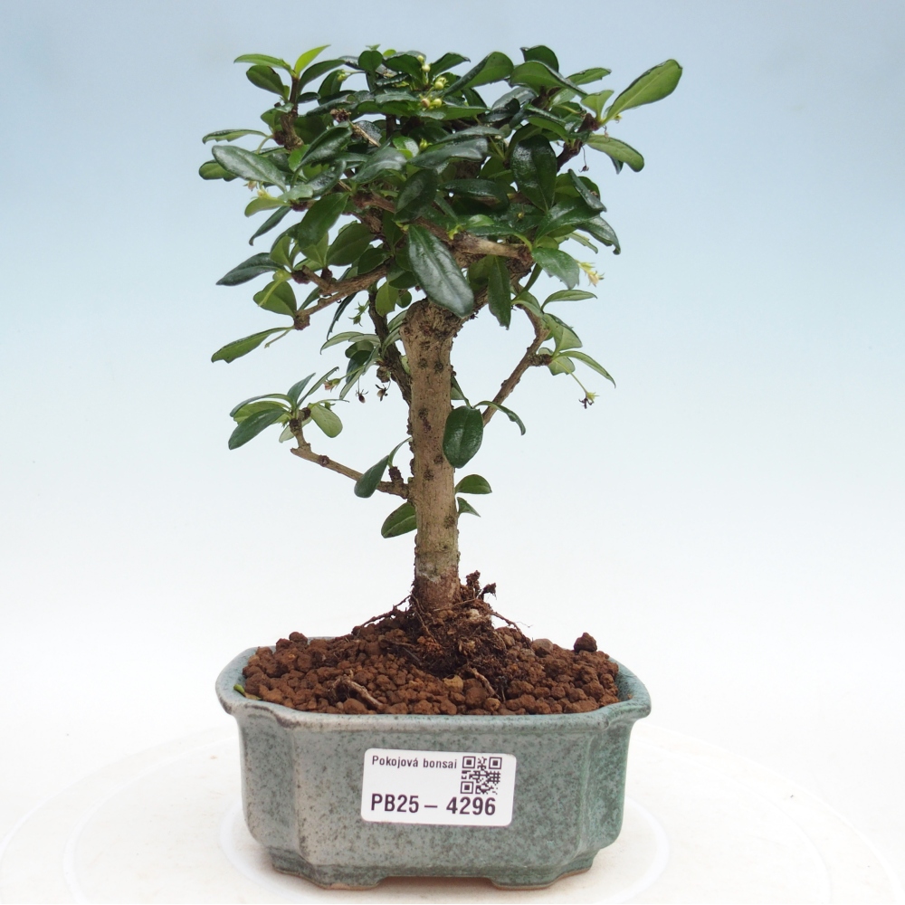 Pokojová bonsai - Carmona macrophylla - Čaj fuki