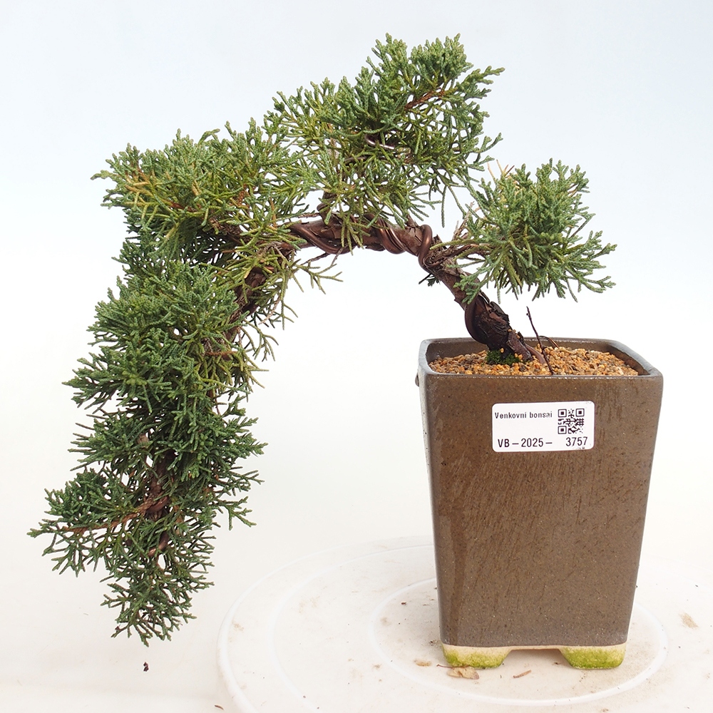 Venkovní bonsai - Juniperus chinensis Kishu -Jalovec čínský