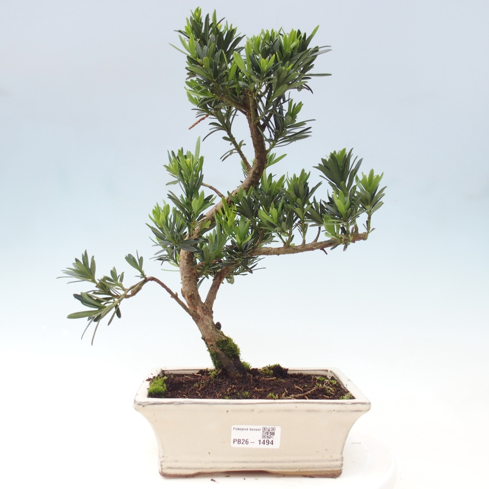 Pokojová bonsai - Podocarpus - Kamenný tis