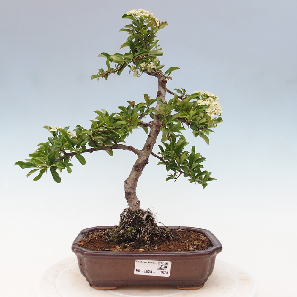 Venkovní bonsai-Pyracanta Teton -Hlohyně