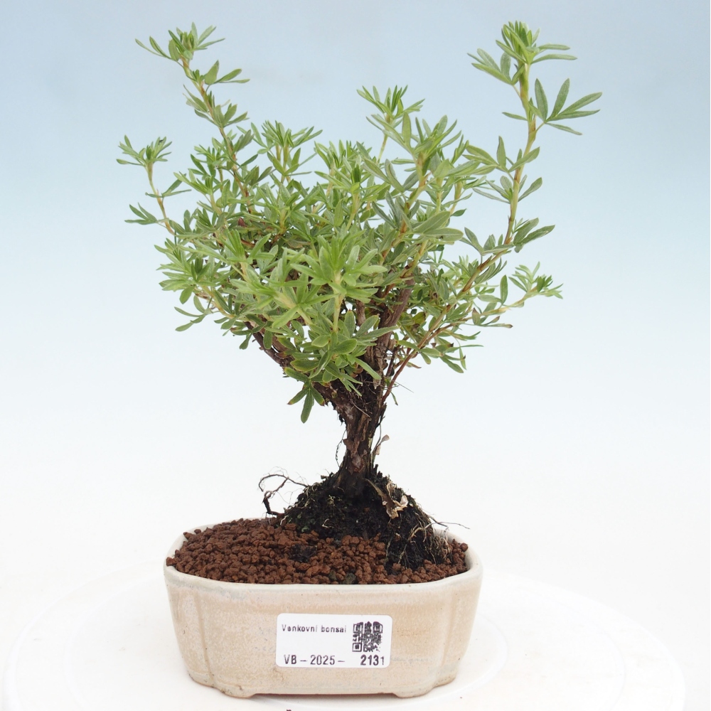 Venkovní bonsai-Mochna křovitá - potentila fruticosa yellow Bird