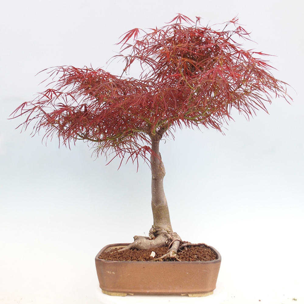 Venkovní bonsai - Javor dlanitolistý - Acer palmatum RED PYGMY