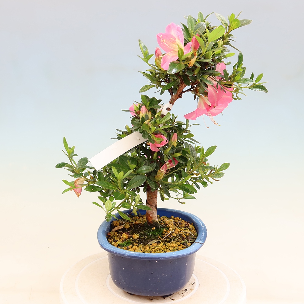 Venkovní bonsai - Japonská azalka - Azalea Santoka