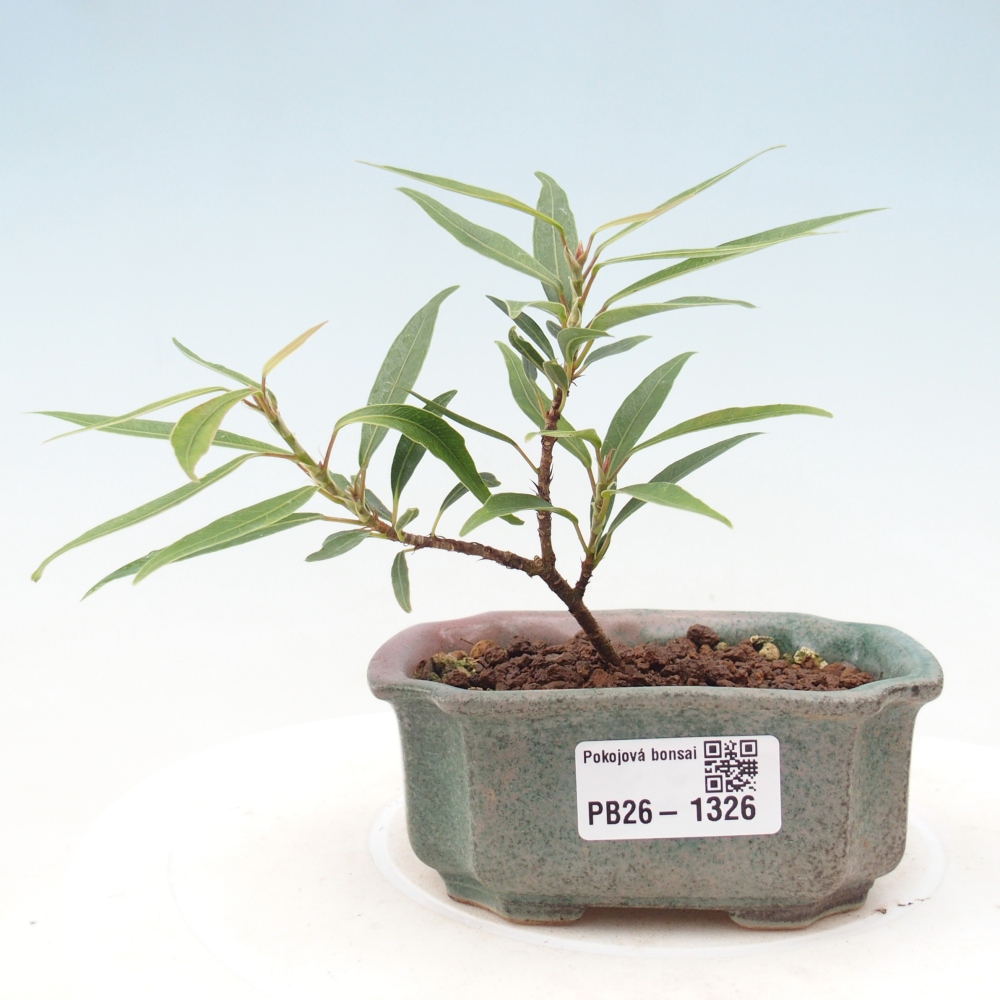 Pokojová bonsai - Ficus nerifolia -  malolistý fíkus