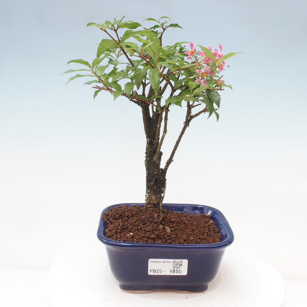 Pokojová bonsai - Malpighia coccigera- Barbdorská třešeň