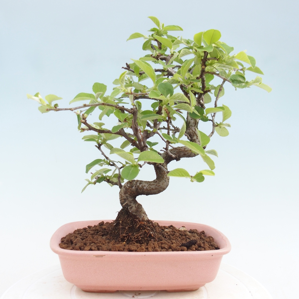 Venkovní  bonsai -  Chaneomeles chinensis - Kdoulovec čínsky