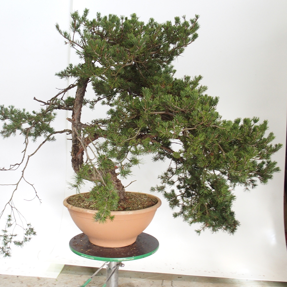 Yamadori - Pinus sylvestris Španělsko