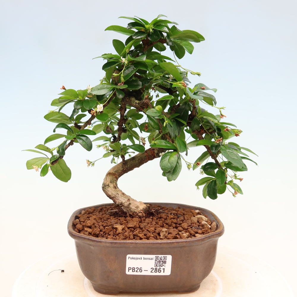 Pokojová bonsai - Carmona macrophylla - Čaj fuki