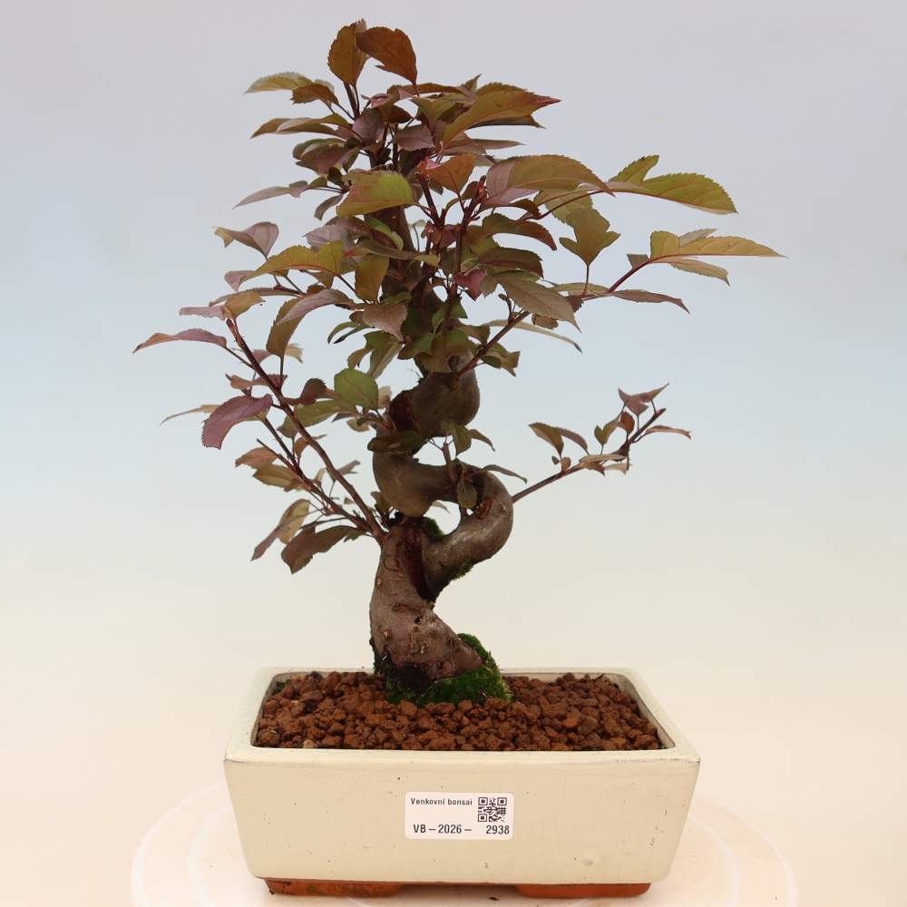 Venkovní bonsai -Malus domestica - Maloplodá jabloň červenolistá