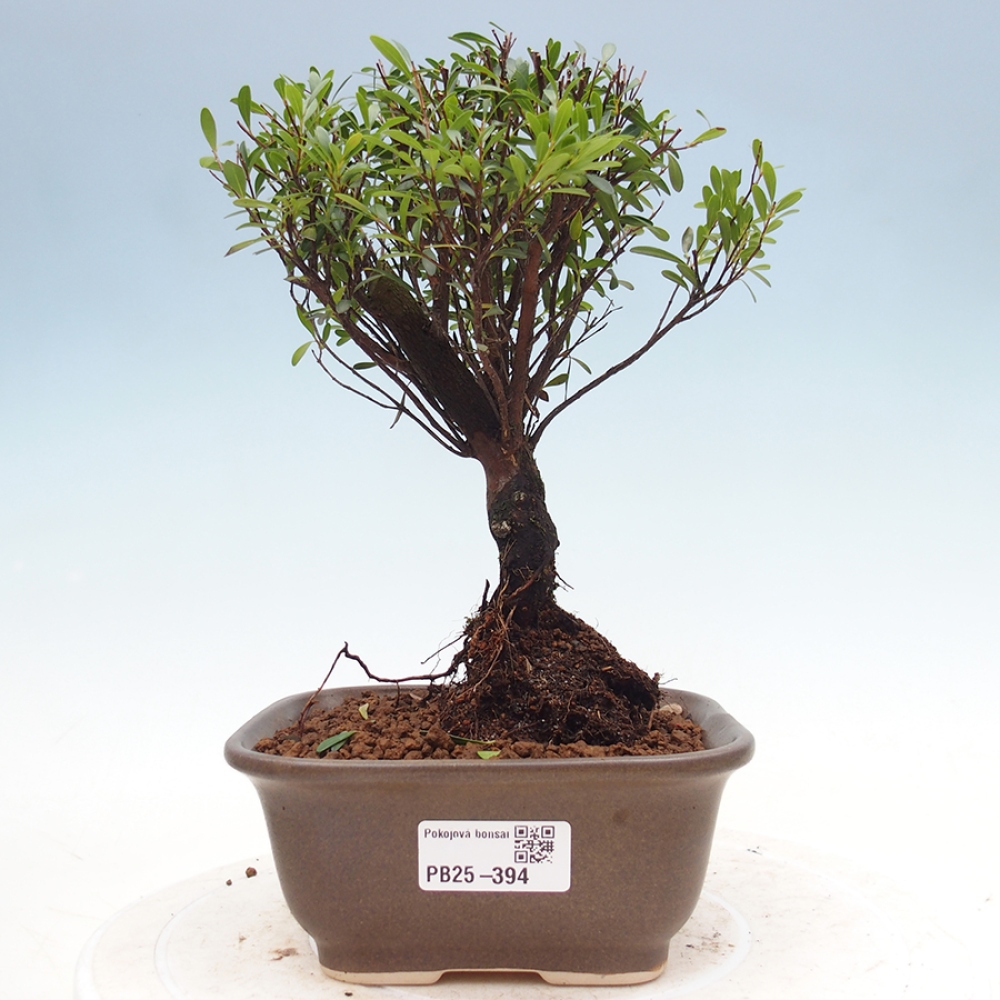 Pokojová bonsai - Syzygium - Pimentovník