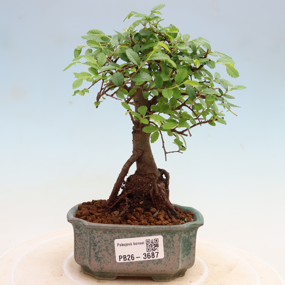 Pokojová bonsai - Ulmus parvifolia - Malolistý jilm