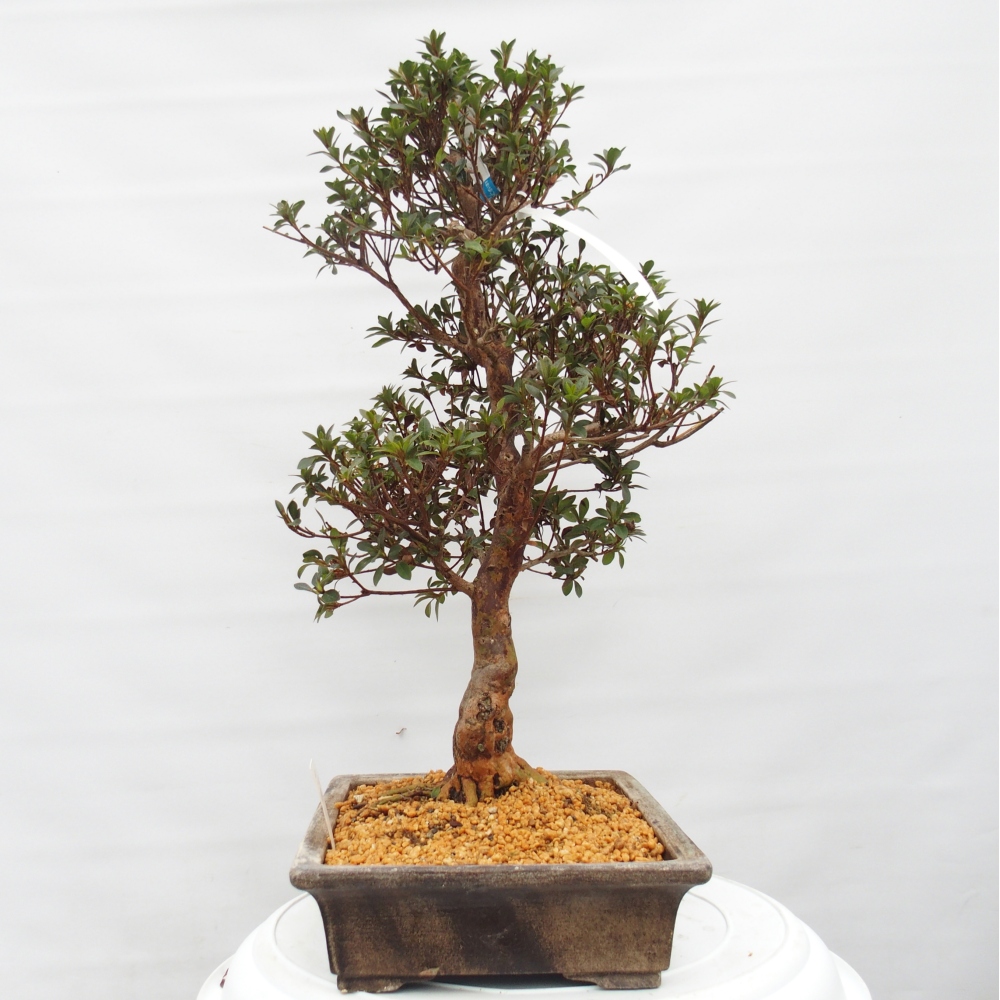 Venkovní bonsai - Japonská azalka - Azalea Hanatsuzuri