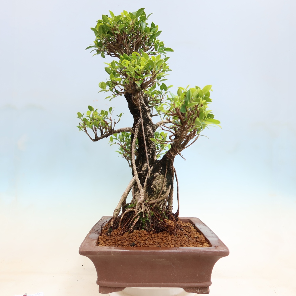 Pokojová bonsai - Ficus kimmen -  malolistý fíkus