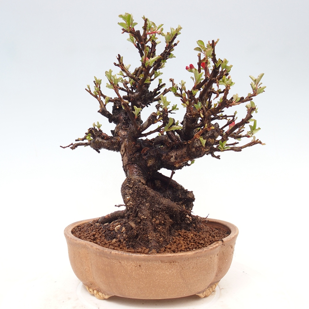 Venkovní  bonsai -  Chaneomeles speciosa - Kdoulovec ozdobný