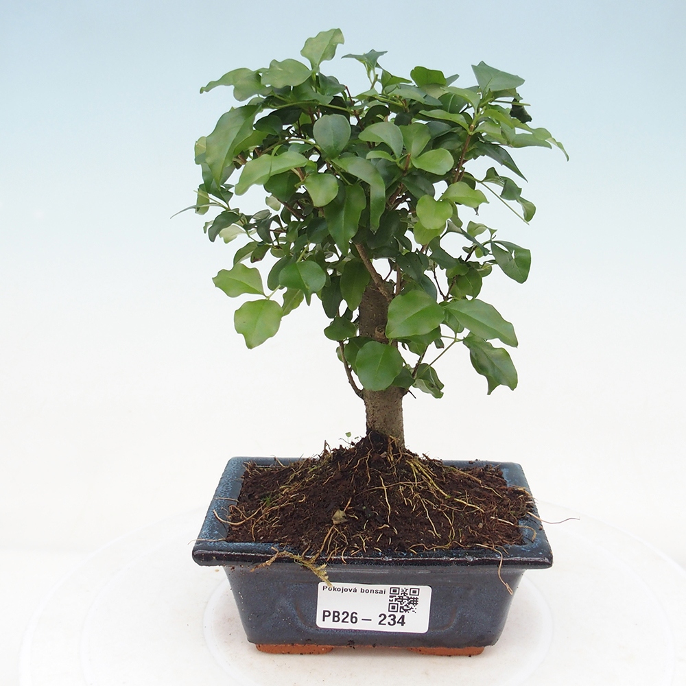 Pokojová bonsai -Ligustrum chinensis - Ptačí zob