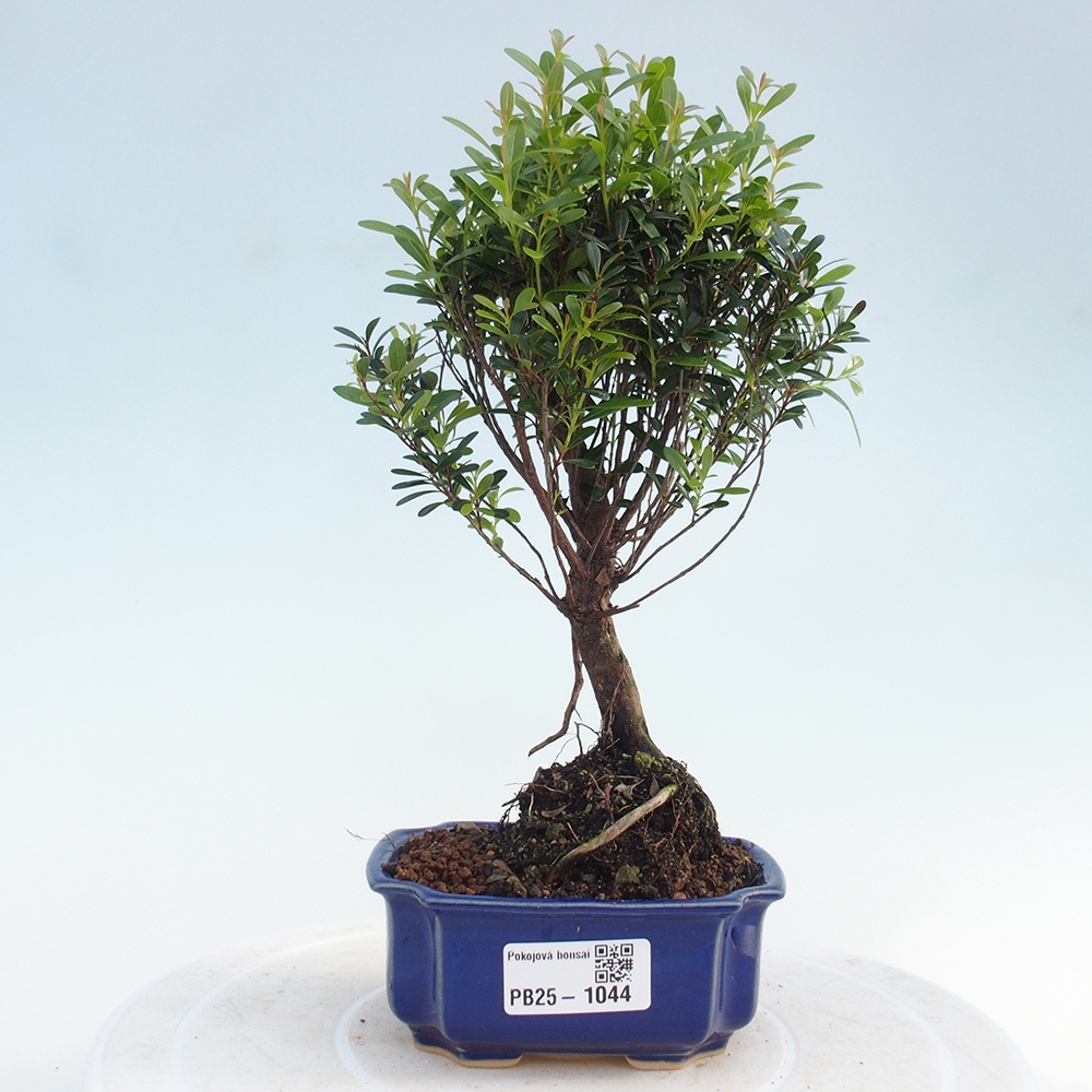 Pokojová bonsai - Syzygium - Pimentovník