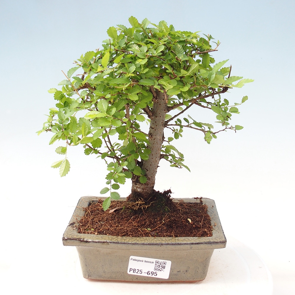 Pokojová bonsai - Ulmus parvifolia - Malolistý jilm