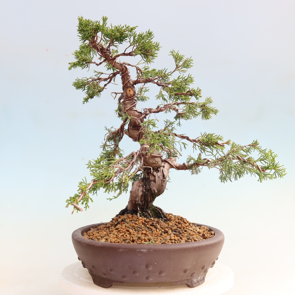 Venkovní bonsai - Juniperus chinensis Itoigawa-Jalovec čínský