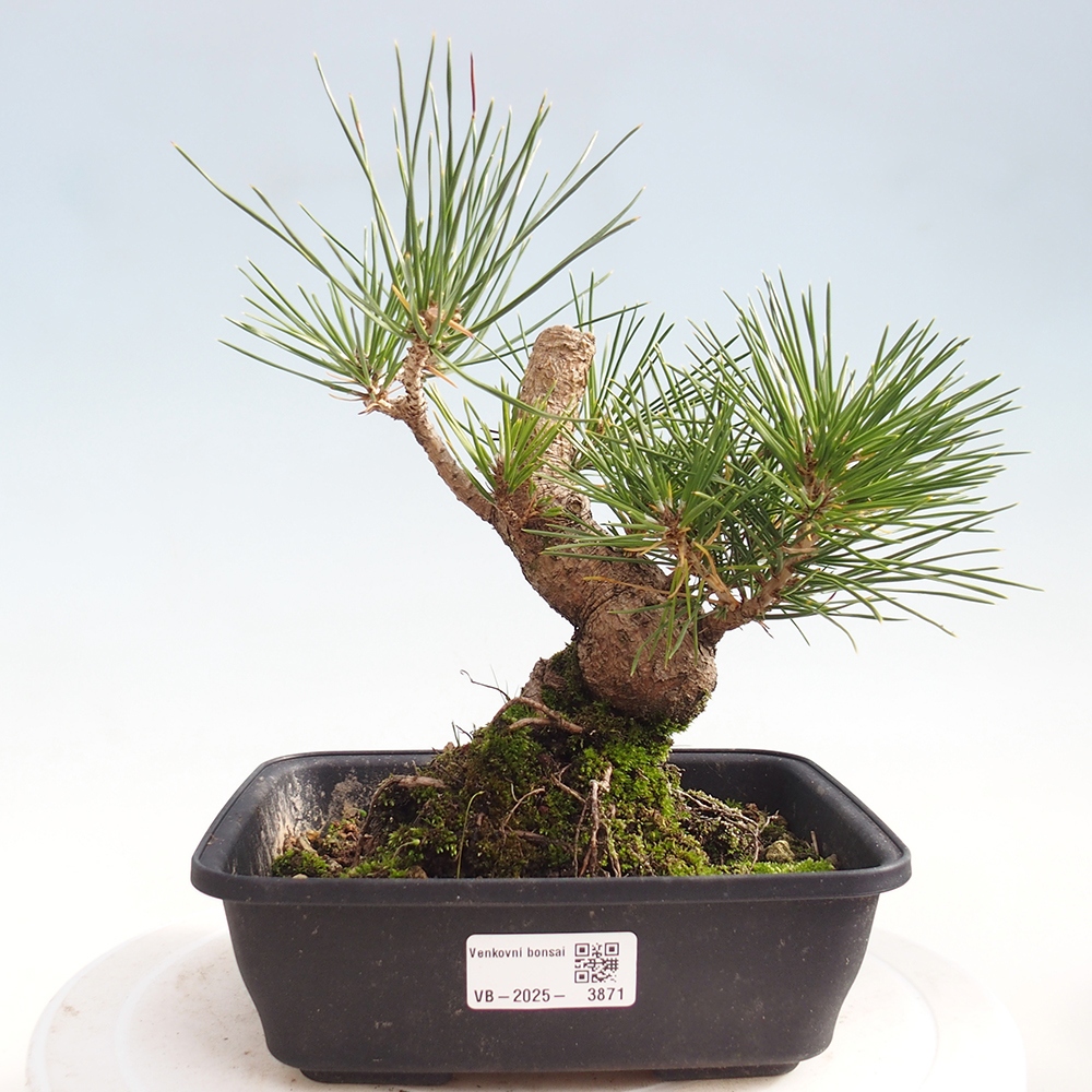 Venkovní bonsai - Pinus thunbergii - Borovice thunbergova
