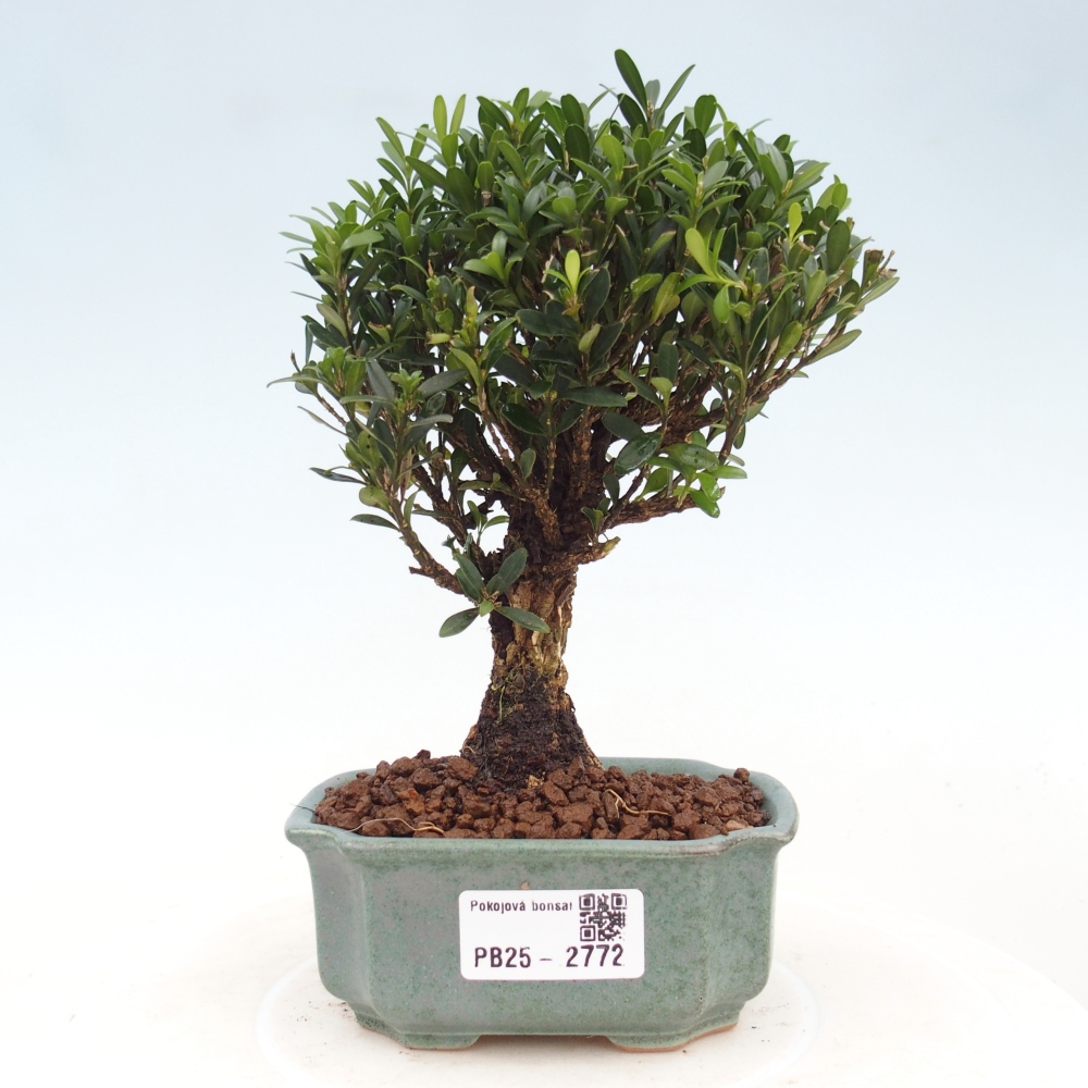Pokojová bonsai - Buxus harlandii -korkový buxus