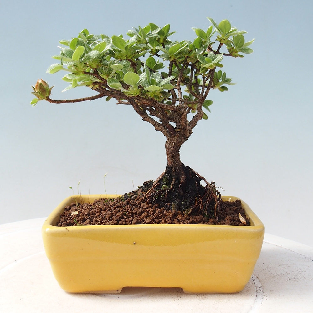 Venkovní bonsai - Rhododendron indicum - Japonská azalka