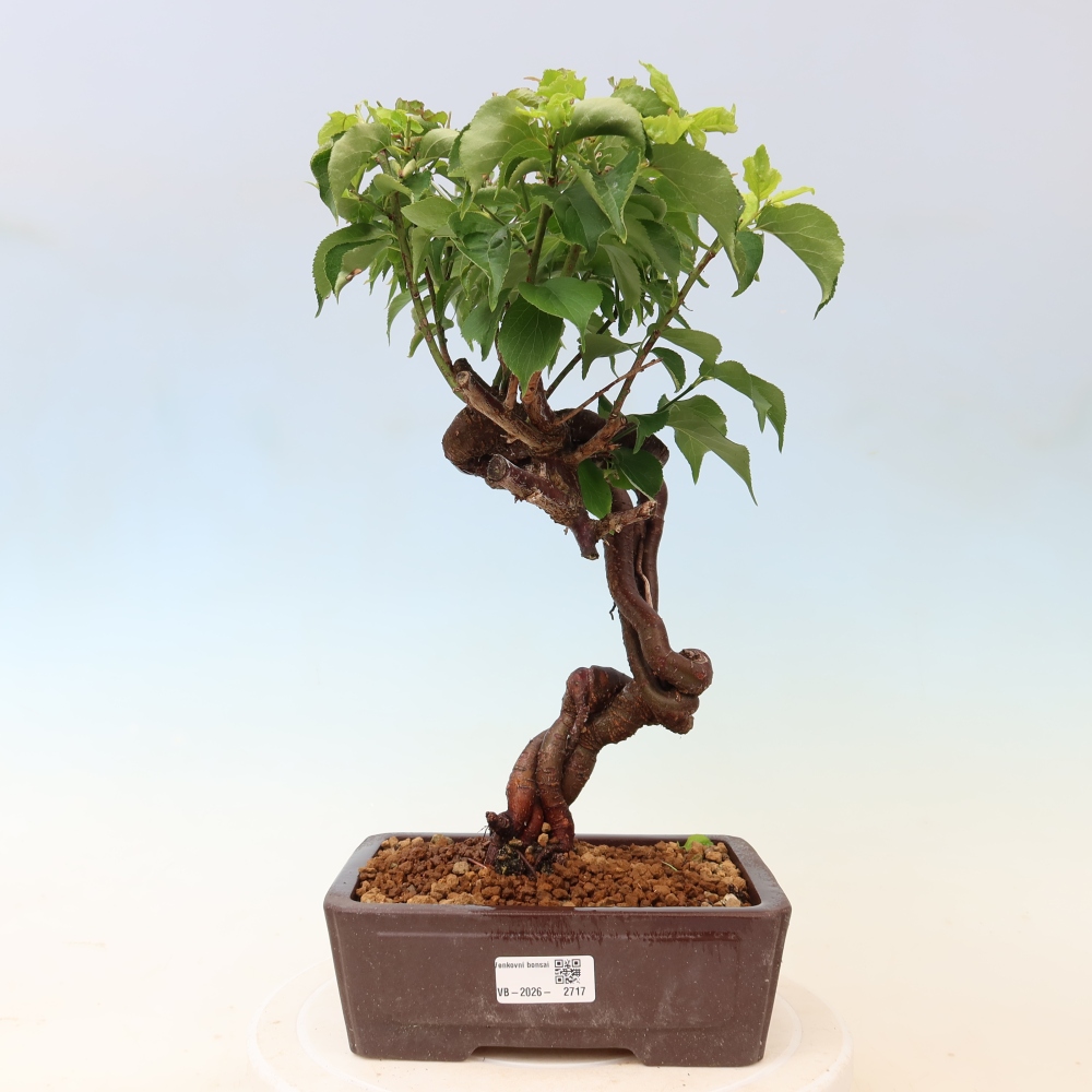 Venkovní bonsai -Japonská meruňka - Prunus Mume
