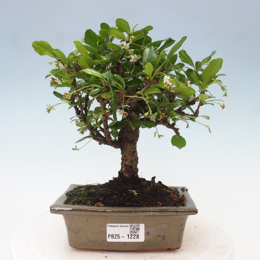 Pokojová bonsai - Carmona macrophylla - Čaj fuki