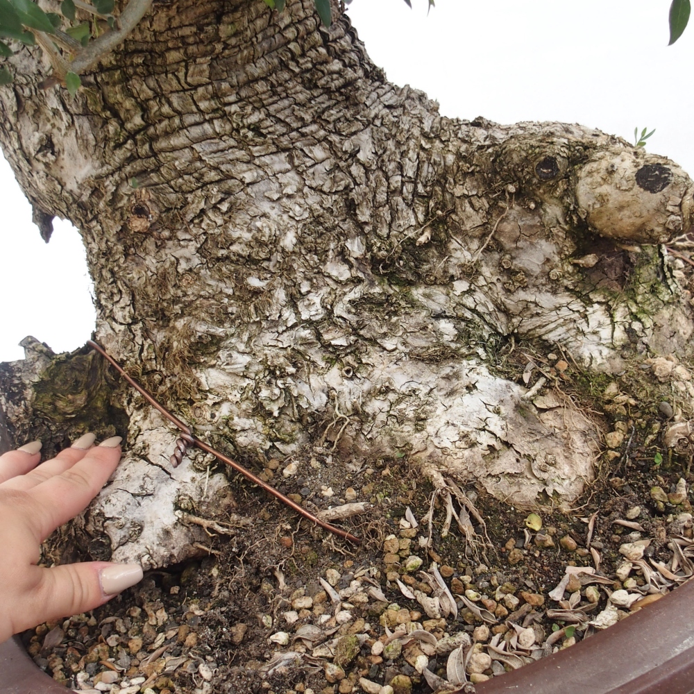 Pokojová bonsai - Olea europaea sylvestris -Oliva evropská drobnolistá