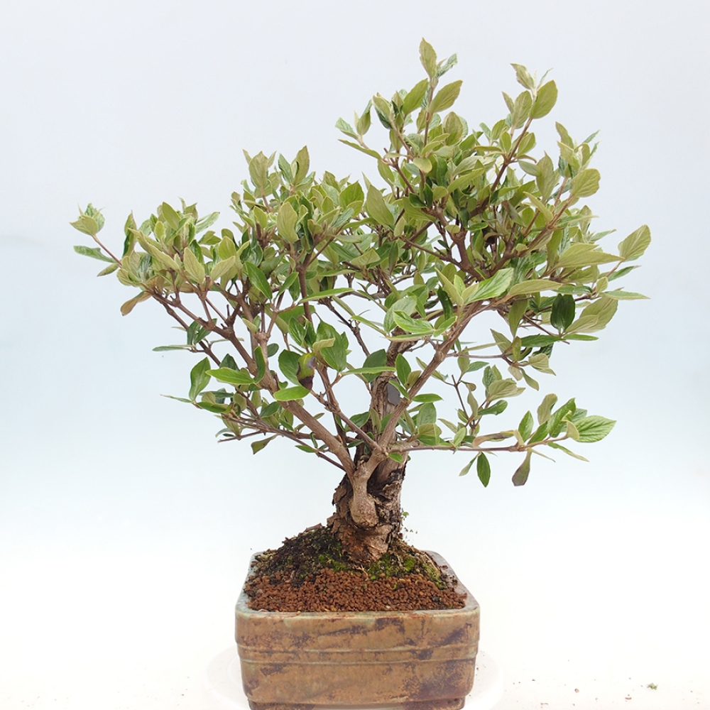 Venkovní bonsai-Kalina Bodnanská - Viburum carlesii hemsi