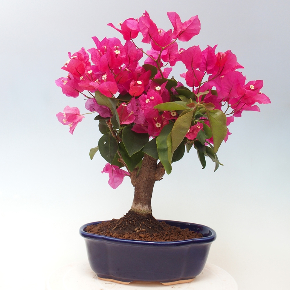 Pokojová bonsai - Bouganwilea