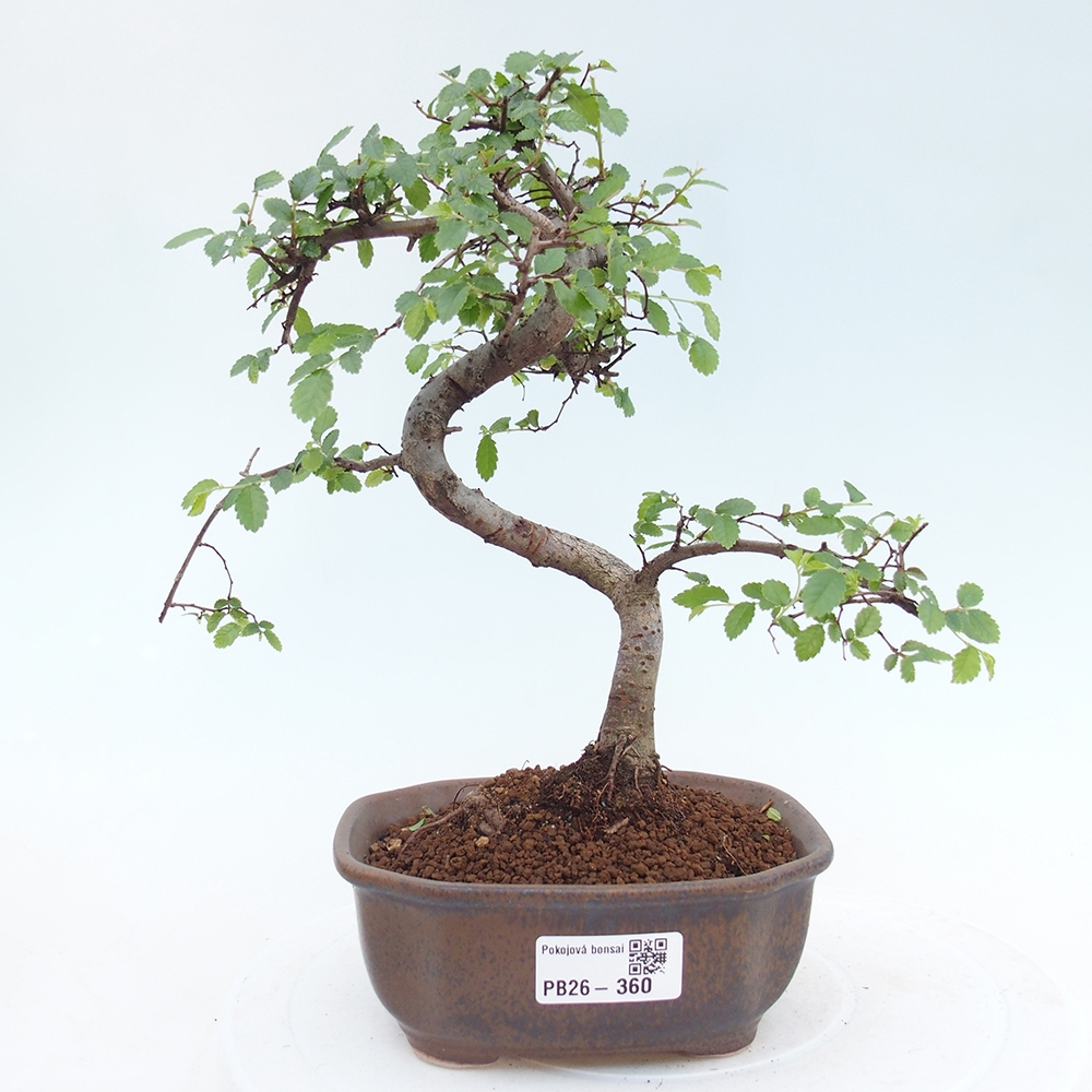 Pokojová bonsai - Ulmus parvifolia - Malolistý jilm