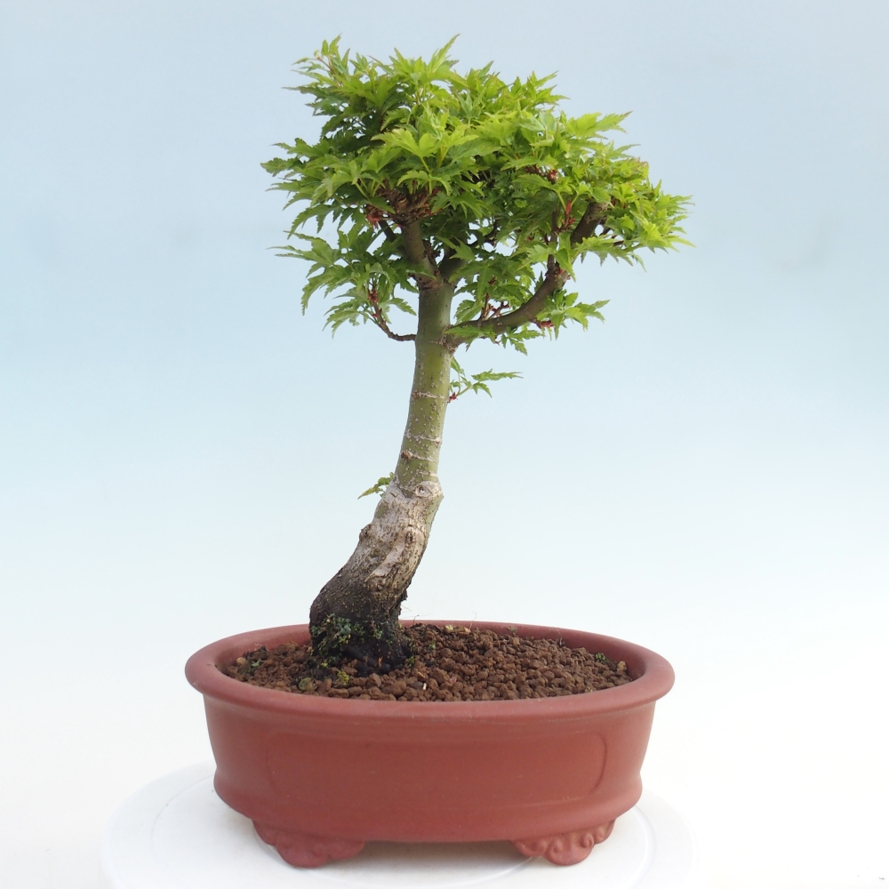 Venkovní bonsai -Javor dlanitolistý Acer palmatum Shishigashira