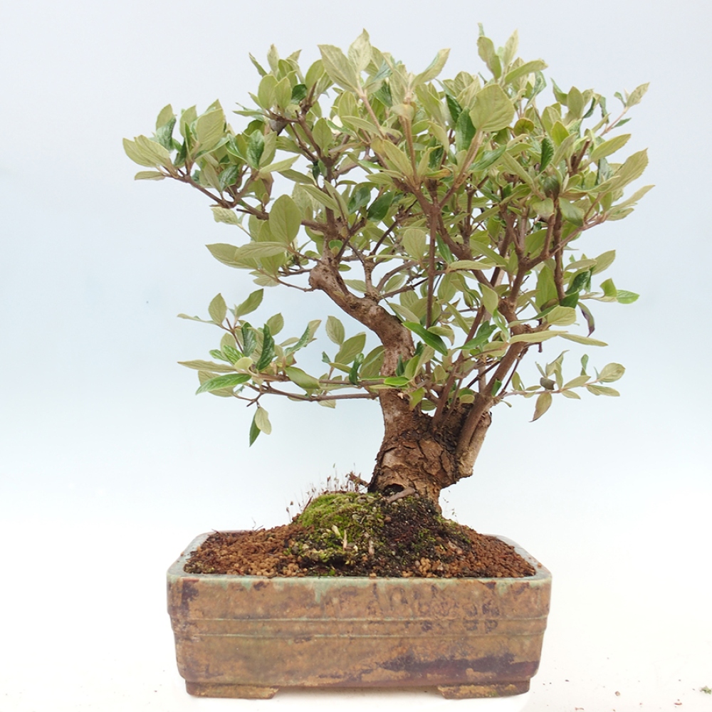 Venkovní bonsai-Kalina Bodnanská - Viburum carlesii hemsi